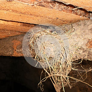 The little swallow chicks in nest, the swallow`s nest