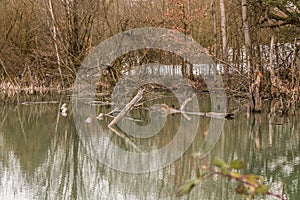 Little swampland with stagnant water and broken trees