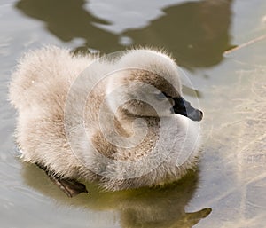 Little swan