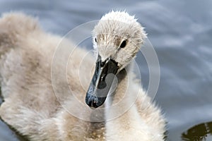 Little swan in the wildlife very