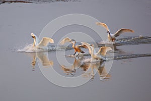 Little swans photo