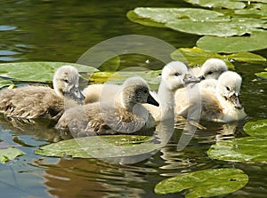 Little swans