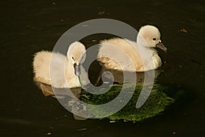 Little swans.