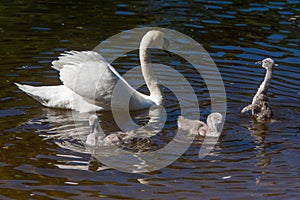 Little swans with mother