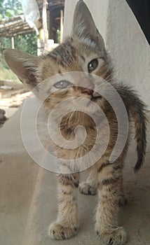 Little sweet  beautiful cat in india country