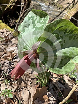 Little Sweet Betsy Trillium photo