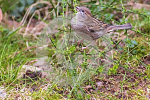 Little sweet sparrow, lives his life carefree and in freedom