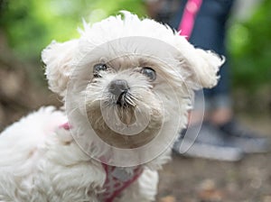 Little sweet white Maltipoo puppy baby is walking in nature