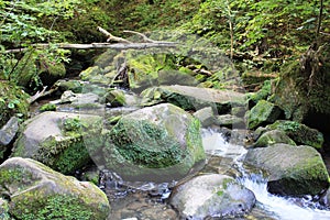 A river in the Little Switzerland of Luxembourg, Mullerthal