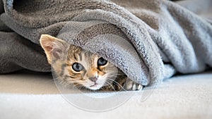 Little tabby cat under blanket