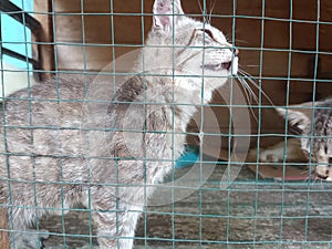 Little tabby cute kitten in the cage in cat shelter