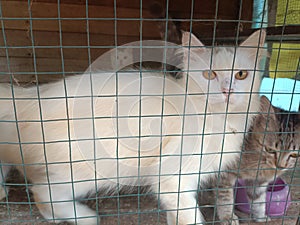 Little tabby cute kitten in the cage in cat shelter