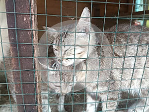 Little tabby cute kitten in the cage in cat shelter