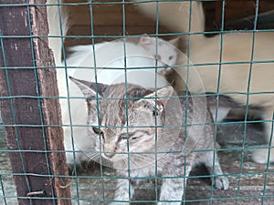 Little tabby cute kitten in the cage in cat shelter