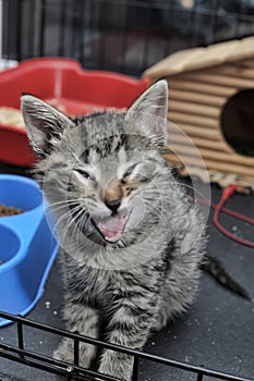 Little tabby kitten in a cage