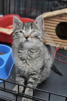 Little tabby kitten in a cage