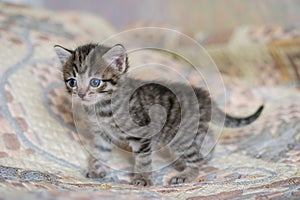 Little tabby kitten at home on a plaid