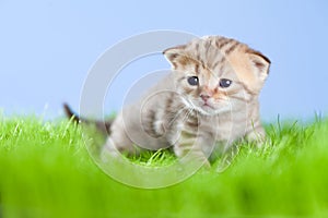 Little tabby kitten Scottish on green grass