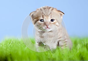 Little tabby kitten Scottish on green grass