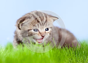 Little tabby kitten Scottish meowing on grass