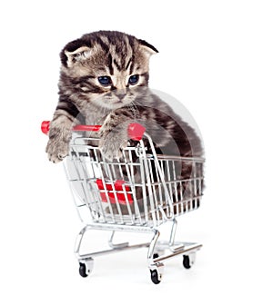 Little tabby kitten in shopping cart isolated