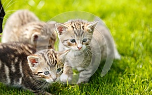 Little tabby kittens playing on the grass