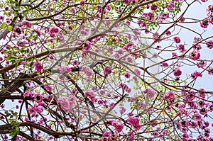 little tabebuia