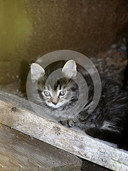 Little Taby kitten relaxing on a piece of wood. photo
