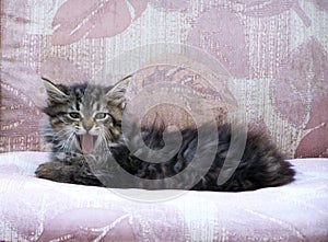 Little Taby kitten yawning on a patio chair photo