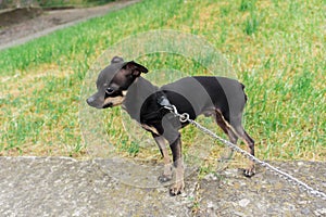 Little tame Toy Terrier. Obedient, handsome, thoroughbred. Cute and small tame puppy with a metal leash.