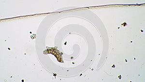 Little tardigrade is moving it`s paws and turning to the side under the microscope