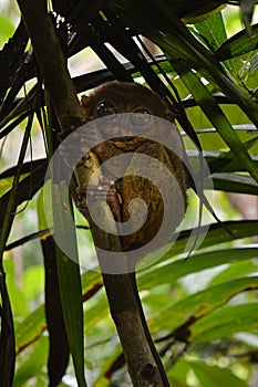 Little Tarsier on the island Bohol in Philippines