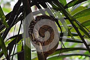 Little Tarsier on the island Bohol in Philippines