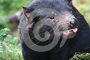 little tasmanian devil sticking out his tongue