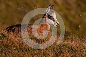 Little tatra chamois laying down in mountains in summer.