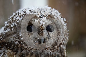 Little Tawny owl sitting on snow