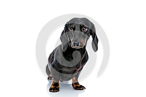 Little Teckel puppy dog with black fur looking away mystified