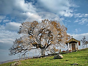 Little temple and big tree