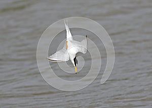 Little Tern