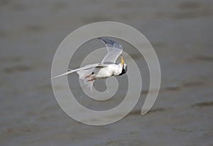 Little Tern