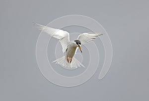 Little Tern