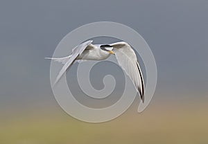 Little Tern