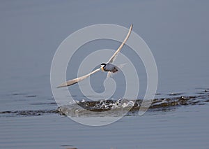 Little Tern