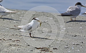 The Little Tern