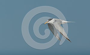 Little tern.