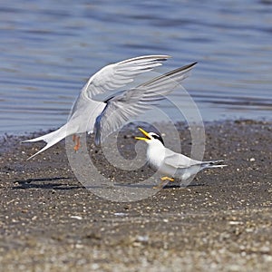 Little Tern