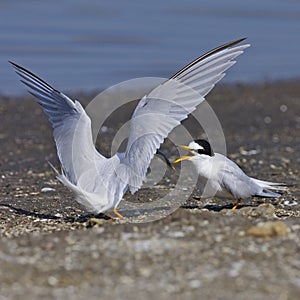 Little Tern