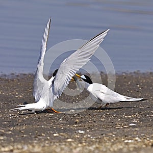 Little Tern