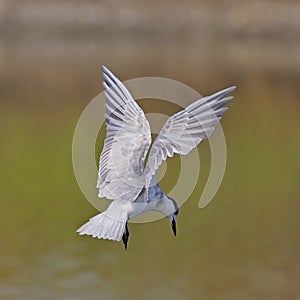 Little Tern