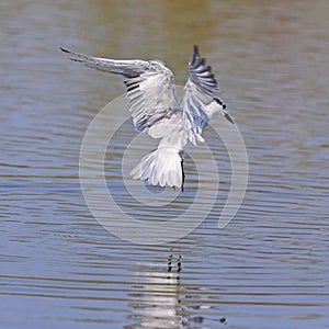 Little Tern